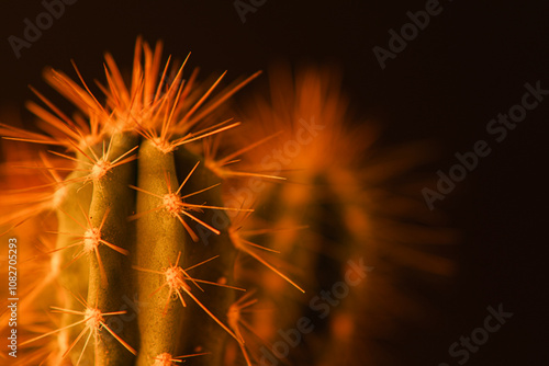 Cactus in close-up