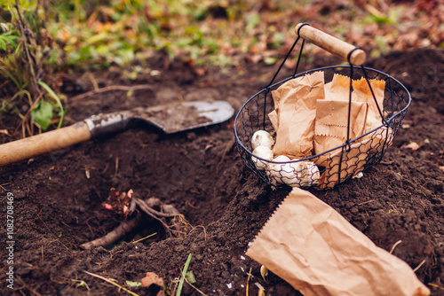 Fall planting. Process of planting allium bulbs and bare rooted peony tubers in soil in autumn garden using shovel. photo