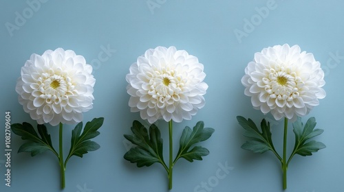 Three white dahlias arranged in a row on a blue background.