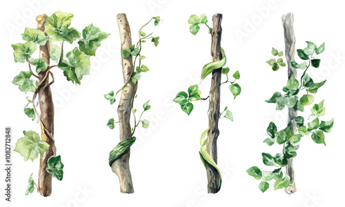 Set watercolor green creeper plants wrapped around tree branches isolated on transparent background