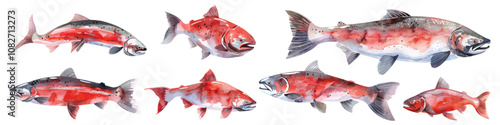Set watercolor salmon fish design resources elements isolated on transparent background