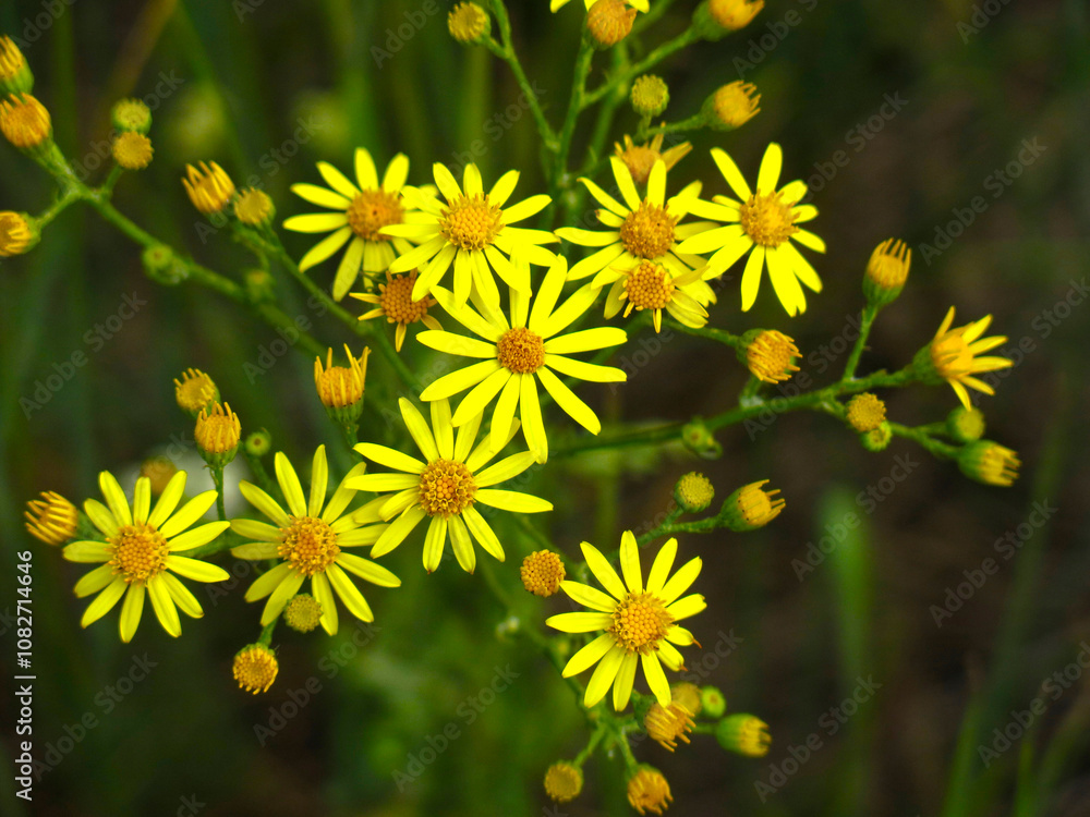 Obraz premium Krestovnik vulgaris is a herbaceous plant, a species of the genus Krestovnik of the Asteraceae family (Senecio vulgaris)