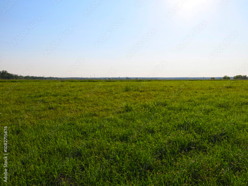 Obraz premium wide summer field with trees in the distance under a calm blue sky