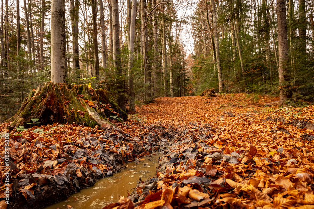 Path in the autumn forest. Autumn forest path. Forest path in autumn. Path in the autumn forest. Autumn forest path. Forest path in autumn.