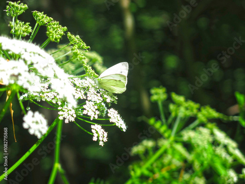 white cabbage butterfly meleta (Pieris melete) sits on a white flower photo