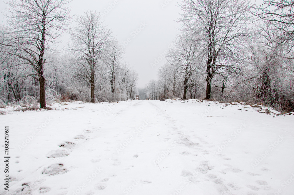 Winter in the forest. Winter in the forest.