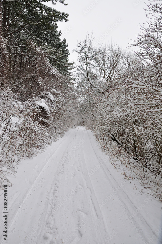 Fototapeta premium Winter.