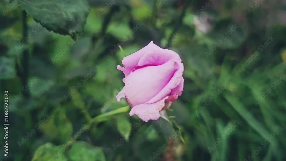 Beautiful purple roses in the garden Beautiful purple roses in the garden