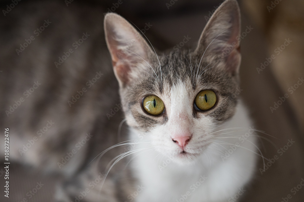 Striped cat with yellow eyes portrait Striped cat with yellow eyes portrait