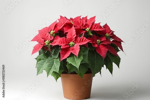 A red poinsettia plant in a brown pot on a white background.