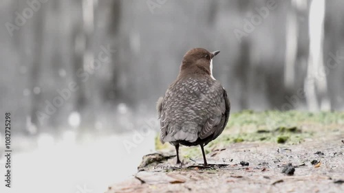 A small brown bird stands against a waterfall. Slow motion (120 fps), close-up. The white-throated dipper, or the European dipper (Cinclus cinclus) is an aquatic passerine bird