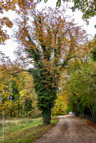 Autumn view at Bernrieder Park on Lake Starnberg, Bavaria, Upper Bavaria, Germany photo