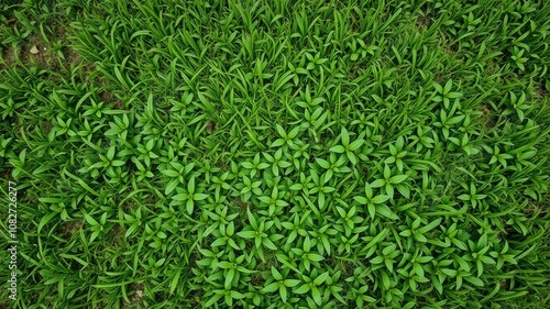 Aerial view of lush green grass field texture, greenery, meadow, outdoor