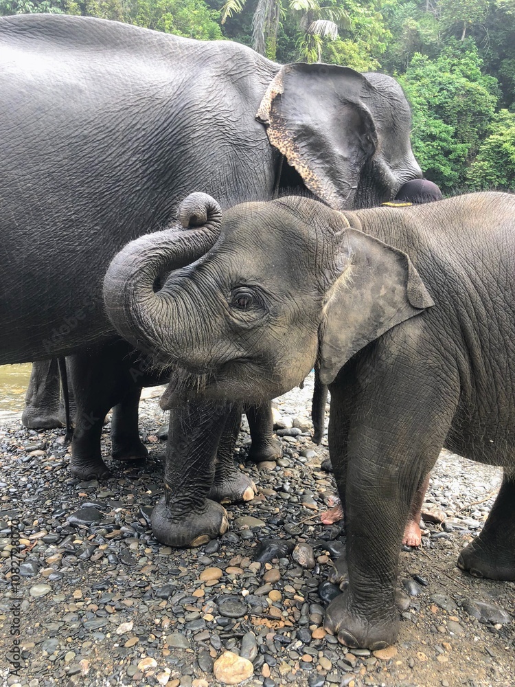 Fototapeta premium Baby elephant with its mom