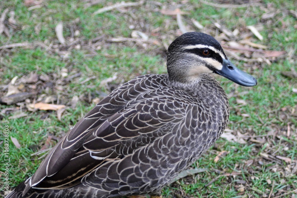 Duck on the grass Duck on the grass
