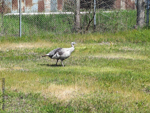 Leucistic Wild White Turkey Rare photo