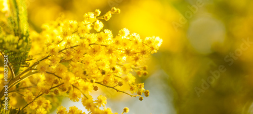 Obraz na plátně Blossom of acacia dealbata, silver wattle yellow flower banner background