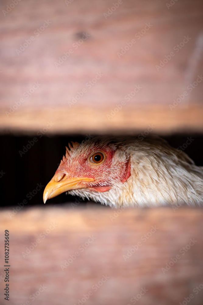 Naklejka premium Kura