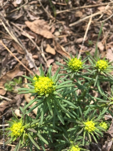 A detailed view of yellow wildflowers blooming amidst dry leaves and grass. The image captures the vibrant colors and textures of the flowers against a natural background.