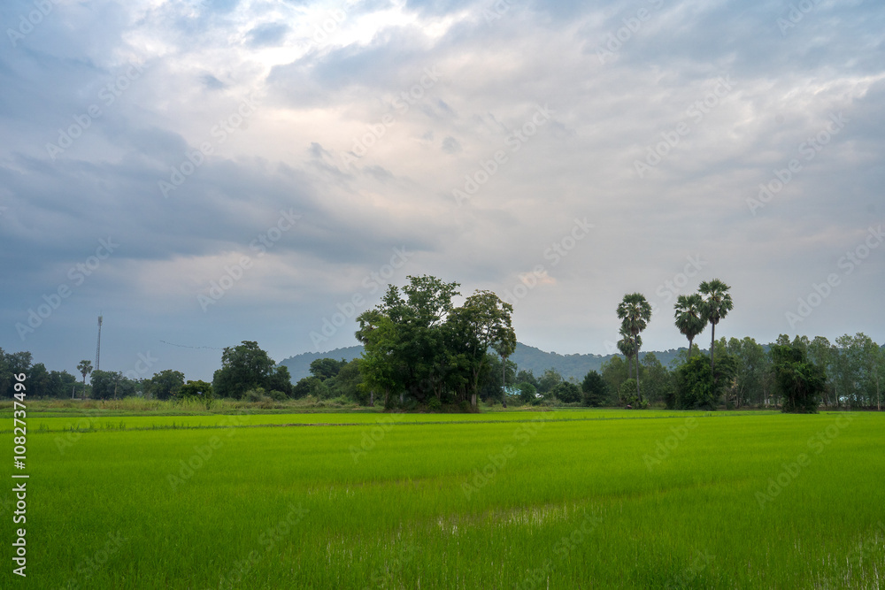 Naklejka premium tree in the rice field