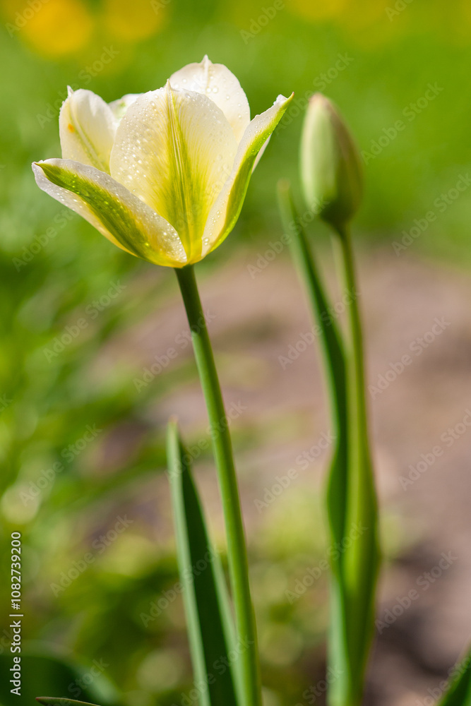 Obraz premium Yellow tulip flower.