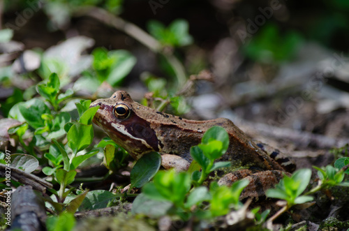 A frog in the forest