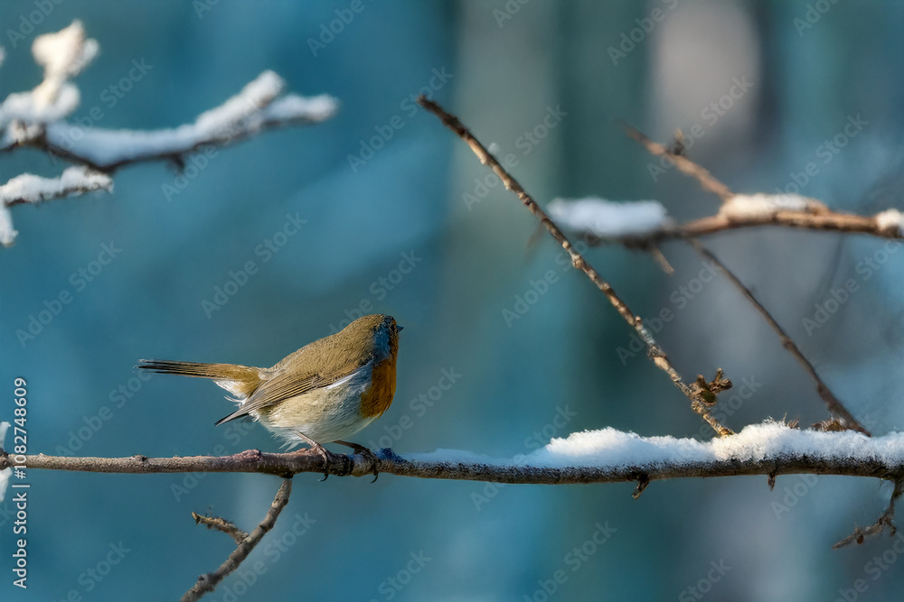 Pettirosso (Erithacus rubecula) appollaiato su un ramo ricoperto di brina in una mattina di sole. Pettirosso (Erithacus rubecula) appollaiato su un ramo ricoperto di brina in una mattina di sole.