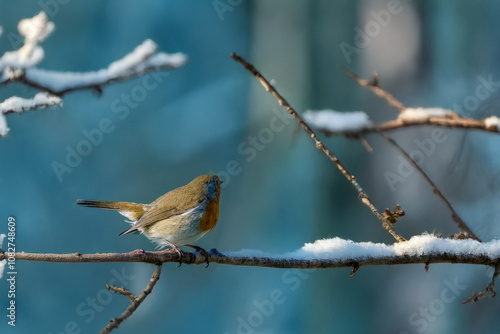 Pettirosso (Erithacus rubecula) appollaiato su un ramo ricoperto di brina in una mattina di sole. photo