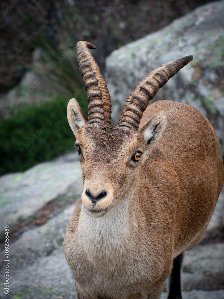 Wild Beauty: Stunning Portraits of a Mountain Goat Wild Beauty: Stunning Portraits of a Mountain Goat