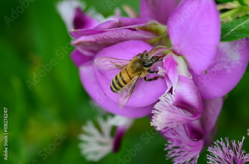 Foto A beautiful bumble bee hovering between flowers collecting pollen to make delicious honey