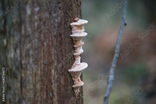 Fototapeta Naklejka Na Ścianę i Meble -  Grzybki na pniu