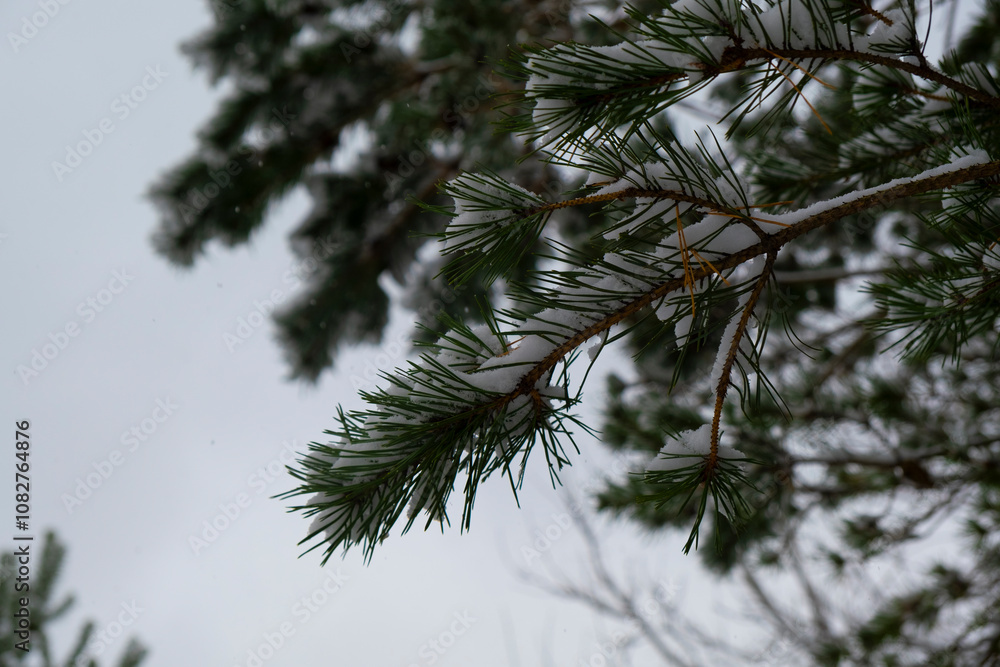 snow on tree branches in the park in autumn
