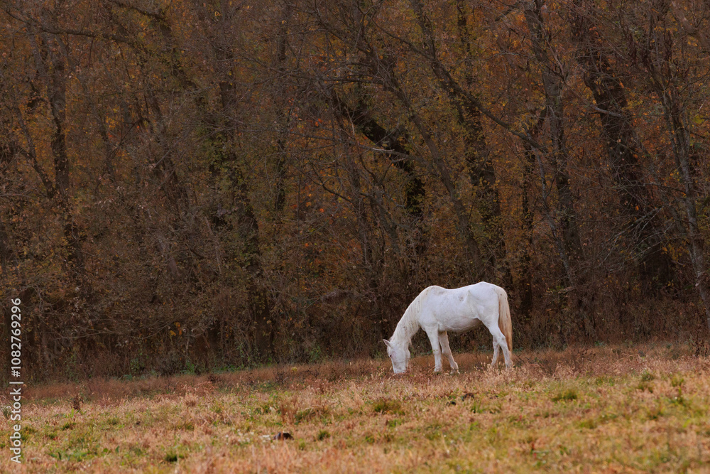 Obraz premium Wild, feral, horses in Shannon County, Missouri, on the Ozark Scenic National Riverways