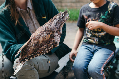 The tawny frogmouth (Podargus strigoides) is a species of frogmouth native to the Australian mainland and Tasmania and found throughout. It is a big-headed, stocky bird often mistaken for an owl due t photo