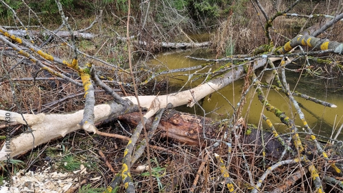 Report of a beaver's work gnawing on an aspen tree trunk. Day 4. Selective Focus