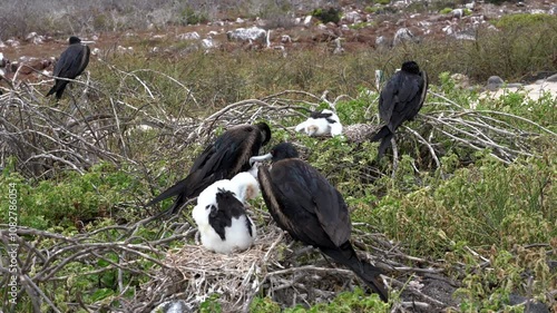 Adult magnificent frigatebirds caring for their young chicks in a nest, showcasing their protective parenting behavior