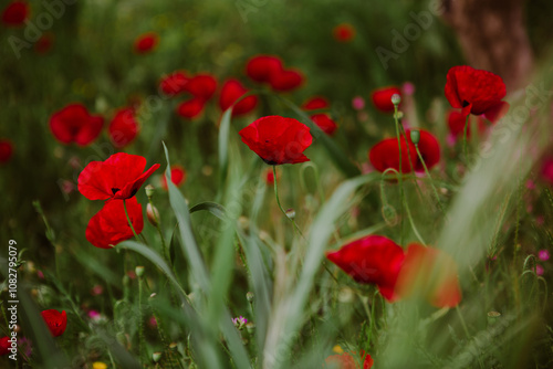 Wild poppy (poppies) flowers grow on the shores of the Lemnos (Limnos) island in the northern Aegean Sea. A great background photo for Remembrance Day or Anzac Day