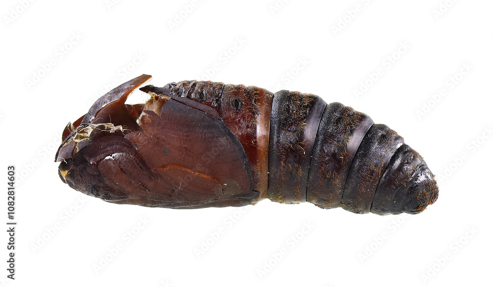 Cypress moth, Pachypasa otus or Sphinx otus (Lepidoptera: Lasiocampidae) is a one of the dangerous pests of cypress, juniper, thuja and oak trees. Pupa after the moth emerging Cypress moth, Pachypasa otus or Sphinx otus (Lepidoptera: Lasiocampidae) is a one of the dangerous pests of cypress, juniper, thuja and oak trees. Pupa after the moth emerging