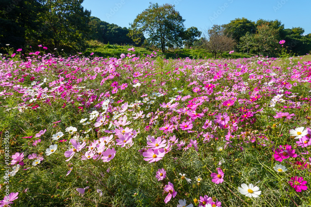 Field of Blooming Cosmos Flowers Under Blue Sky Field of Blooming Cosmos Flowers Under Blue Sky