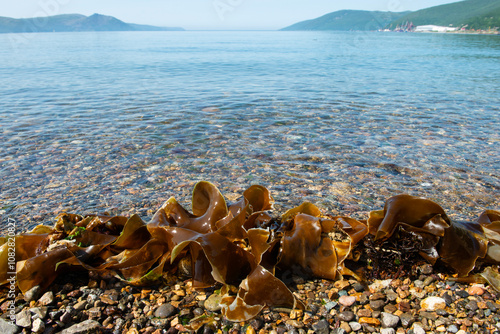 Kelp seaweed was washed up by the tide on the coast of the Sea of Okhotsk photo