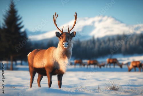 A reindeer stands in a snowy field with a mountain range in the background and a herd of reindeer in the distance.