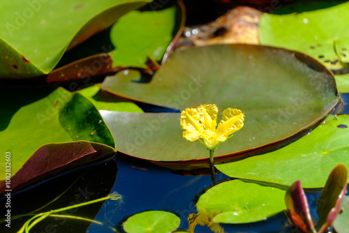 Yellow Water Lily Blooming on a Leafy Pond photo