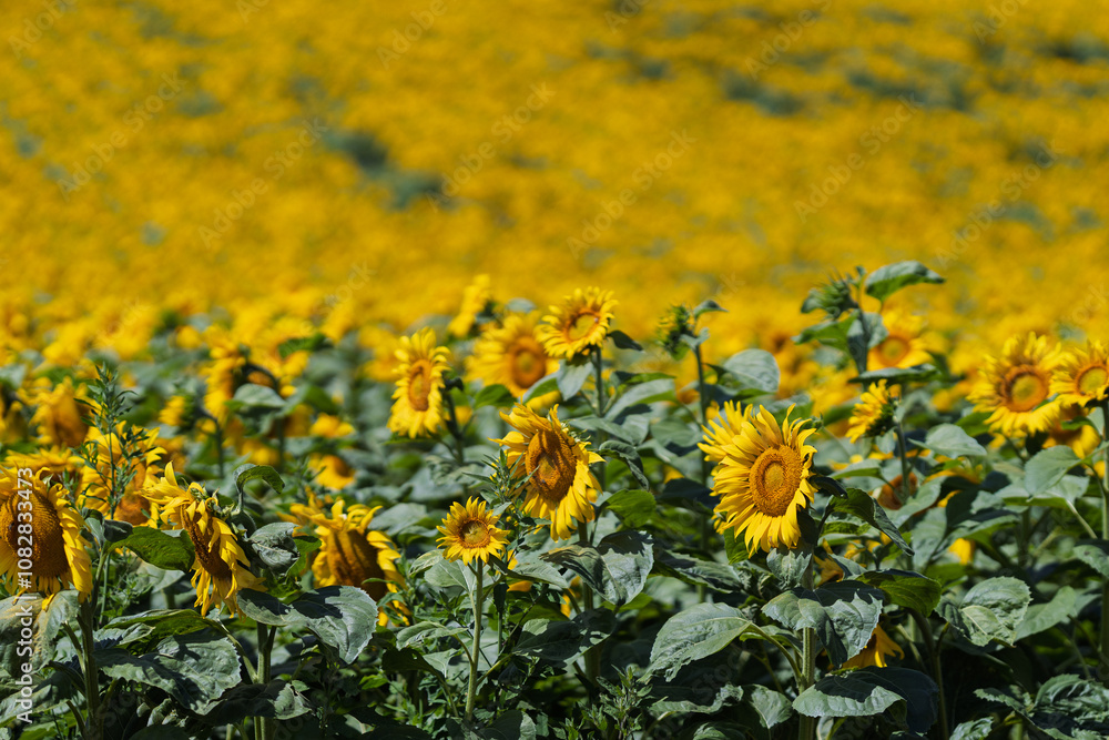 Field of yellow flowers. Field of yellow flowers.