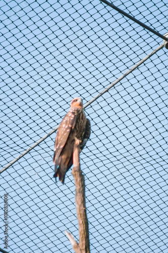 a bird perched on a wooden pole against a clear sky. The bird has a brown and white plumage, with distinct markings that include spots or stripes photo