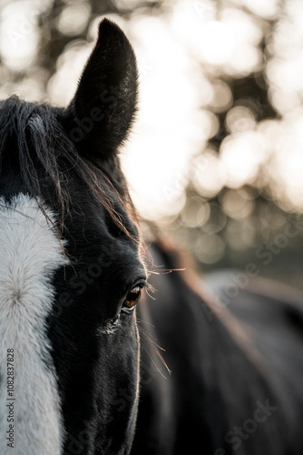 beautiful black sport horse with white blaze in paddock paradise equine pony pretty dark noble 