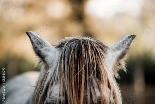 horse head detail animal close equine pony  photo