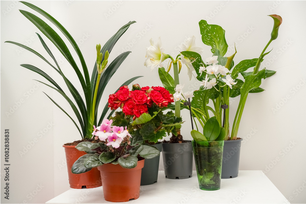 Group of different home decorative potted plants on a table Group of different home decorative potted plants on a table