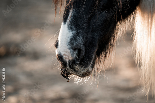 horse mustage nose snout nostril detail close animal equine pont photo