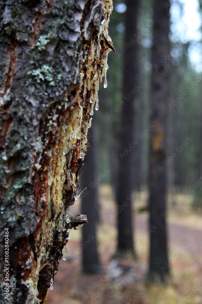 Resin drops on the bark of a spruce, Alberta, Canada, North America Resin drops on the bark of a spruce, Alberta, Canada, North America