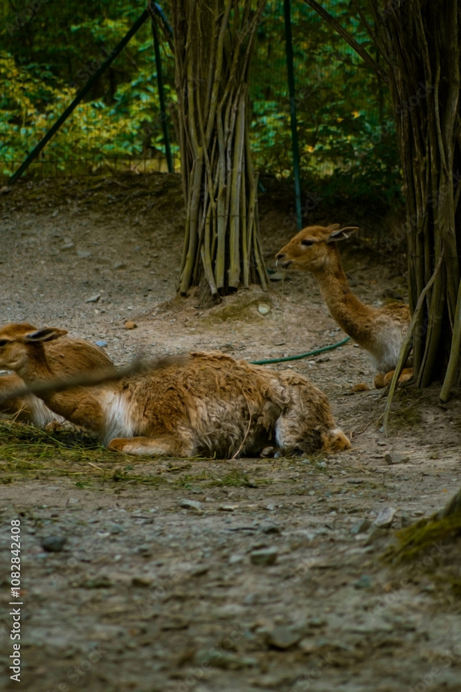 Fototapeta premium Several llamas lie on the grassy ground in a fenced enclosure made of wooden stakes and metal mesh. Their warm brown coats blend with the green foliage